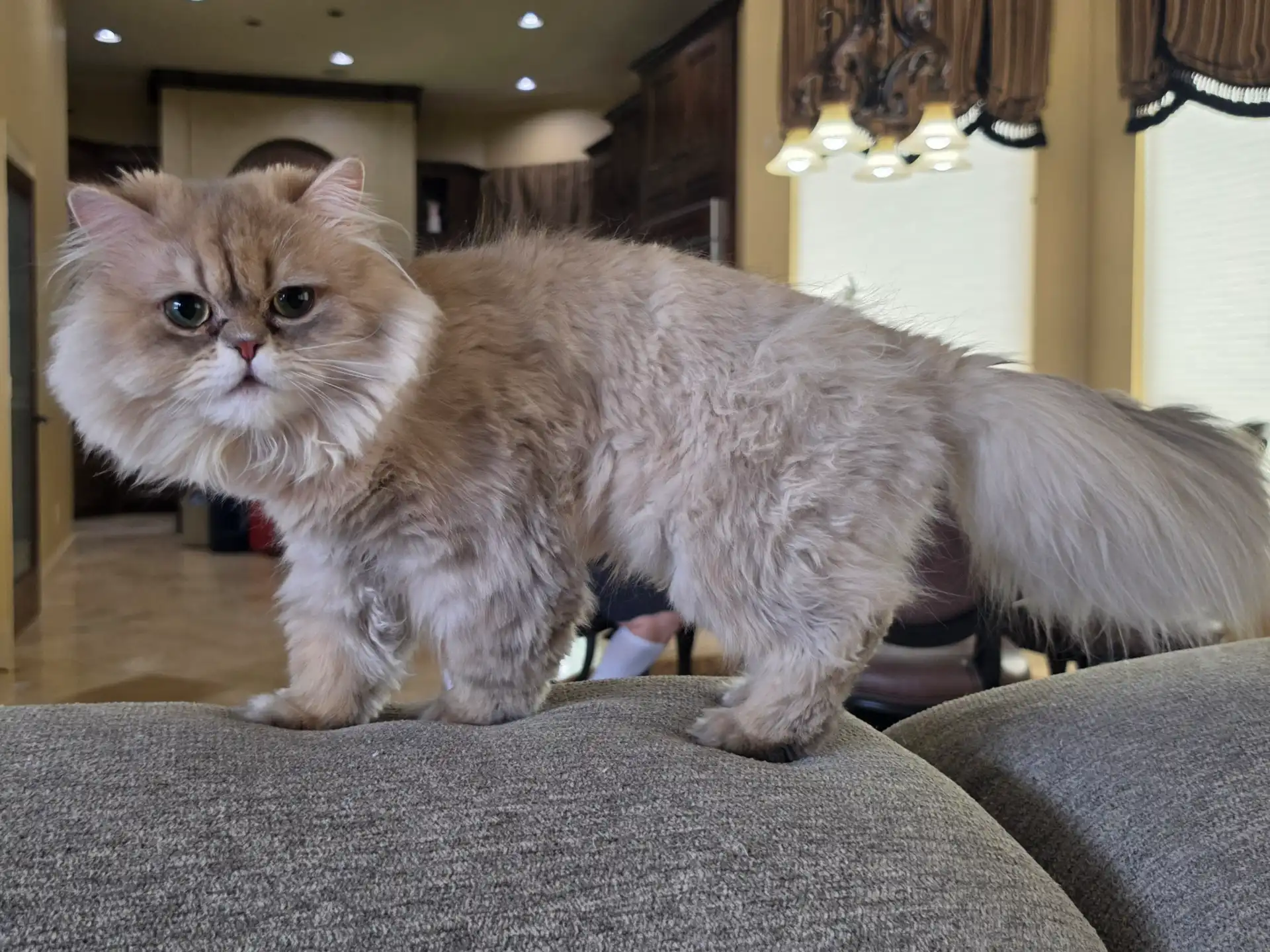 Louie, our Persian papa, lounging on the floor