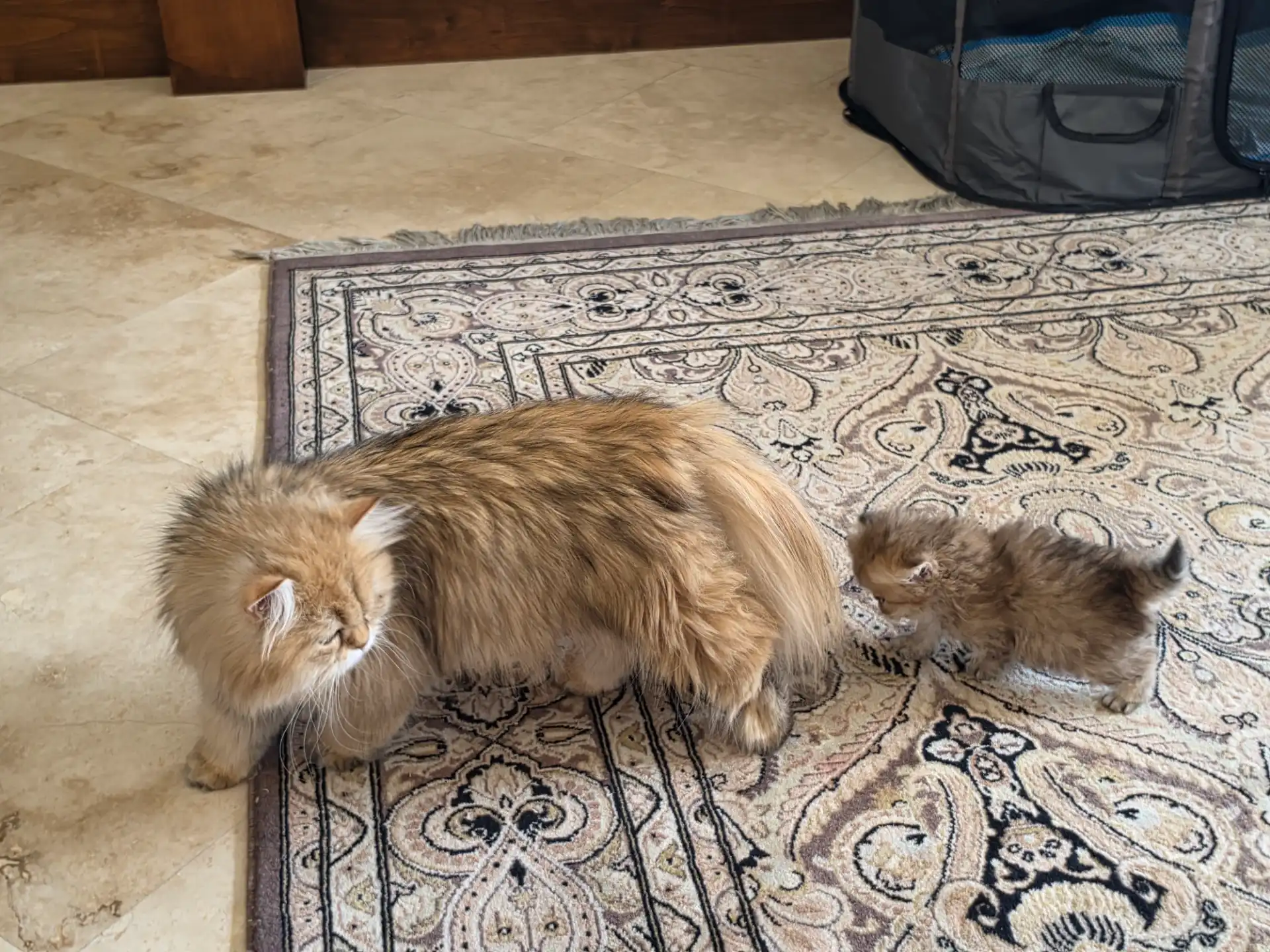 Mother Persian with her kitten