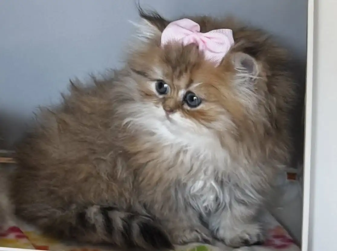 Fluffy Persian kitten wearing a pink bow