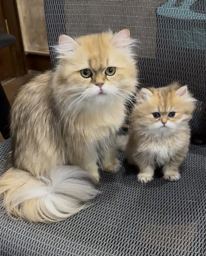 Golden Persian mama sitting beside her tiny kitten on a chair