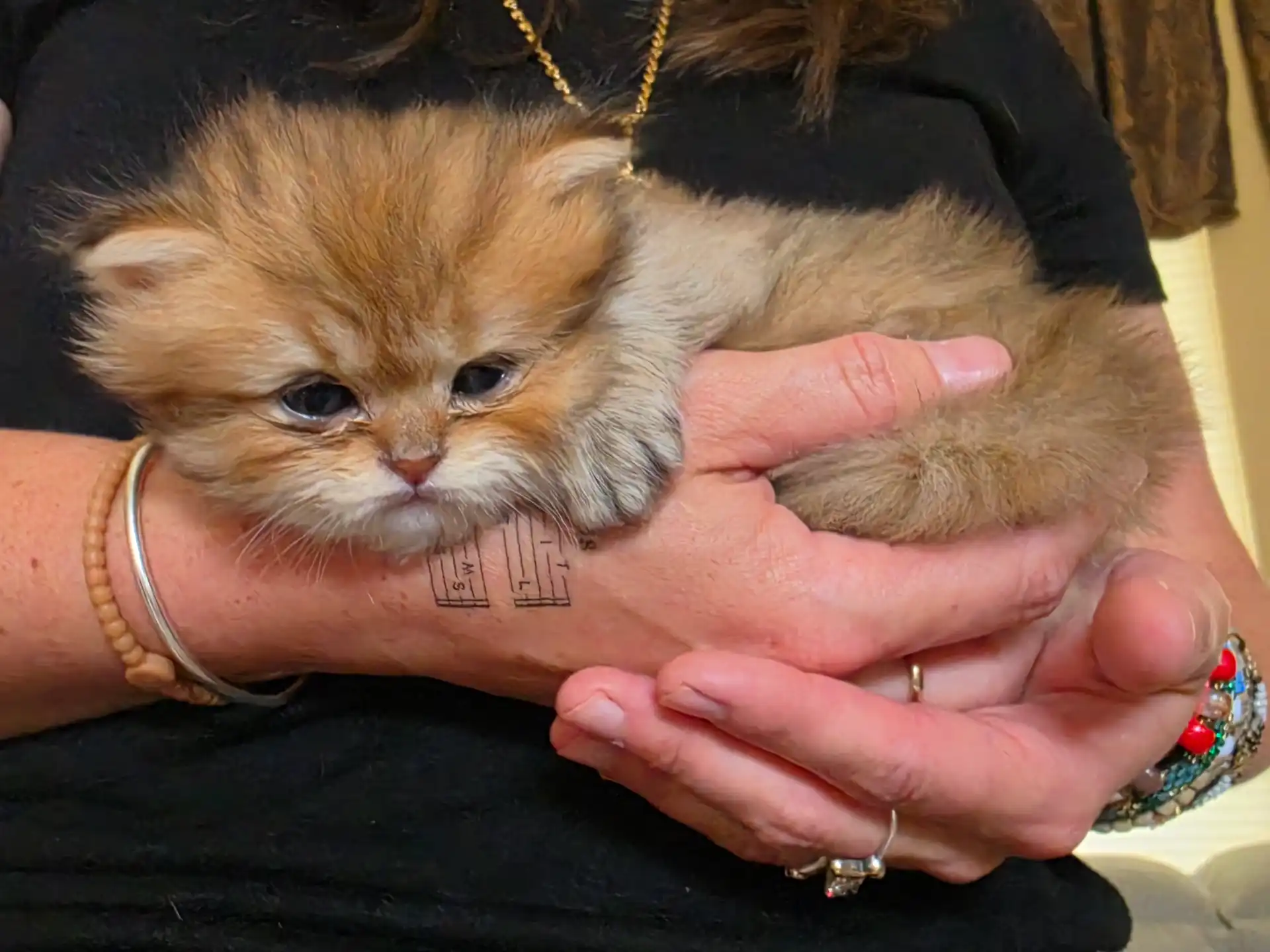 Tiny Persian kitten held in caring hands