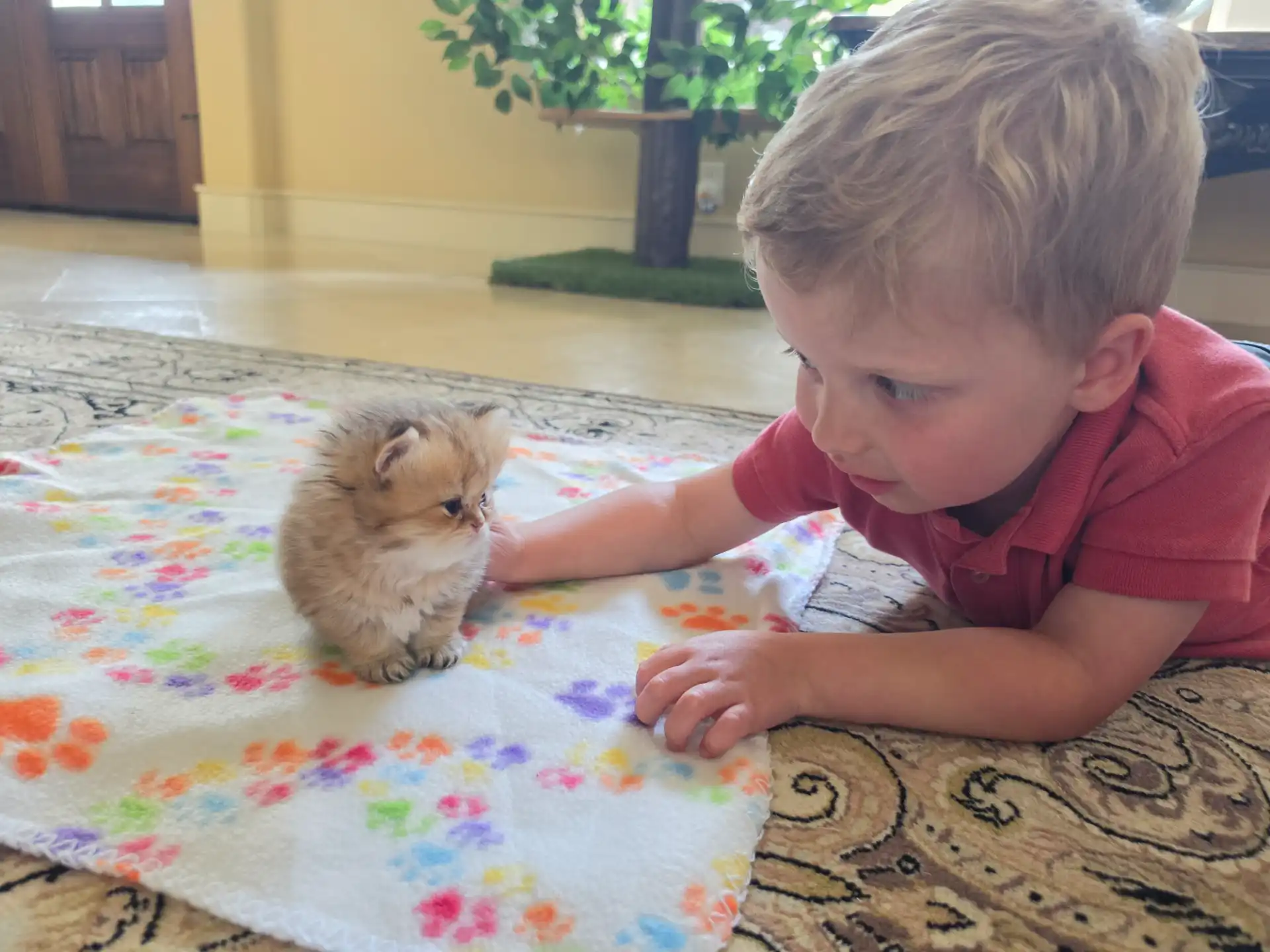 Toddler gently reaching out to a tiny golden Persian kitten