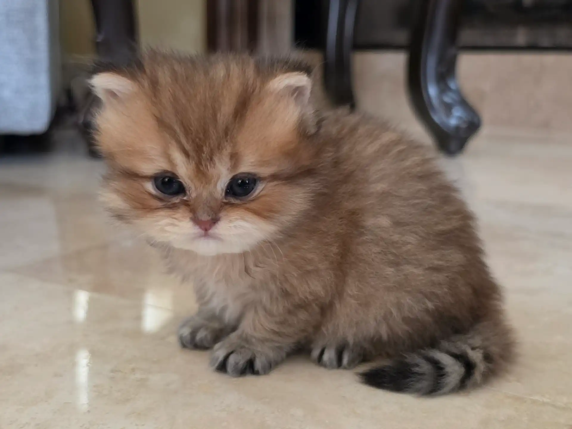 Tiny golden Persian kitten on marble floor