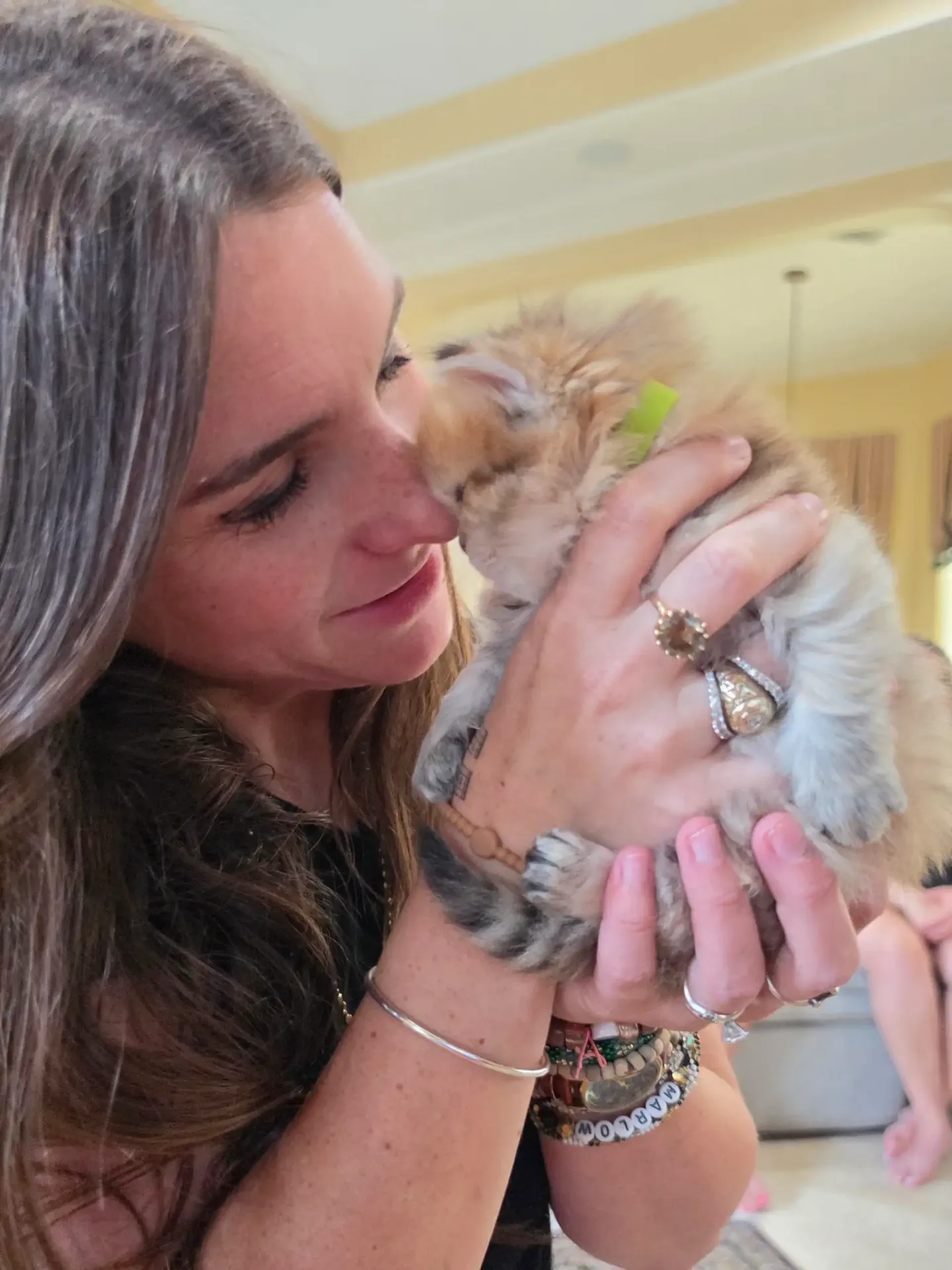 Mom giving a sweet kiss to her new golden Persian kitten