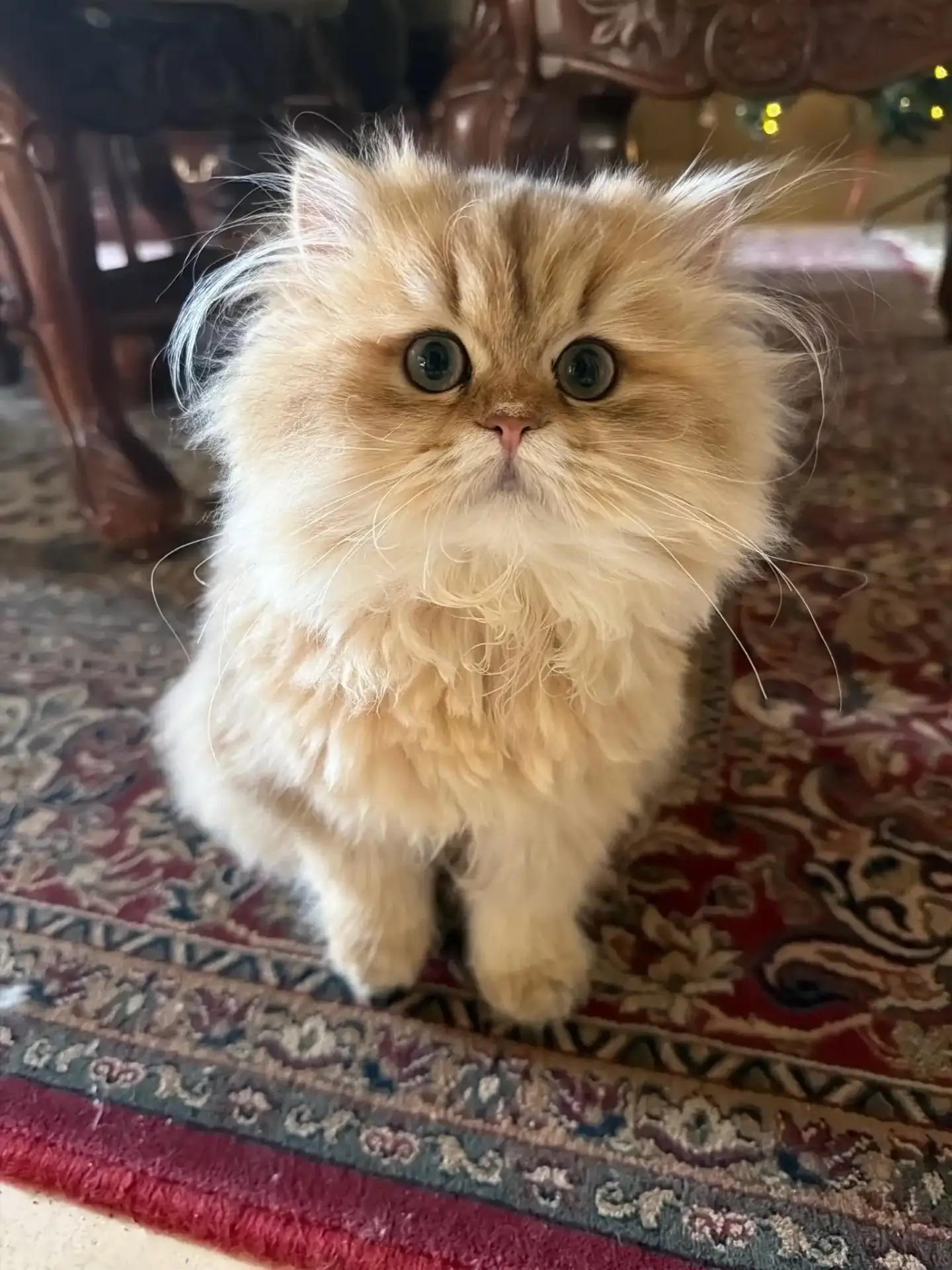 Golden Persian kitten sitting on a Persian rug looking up