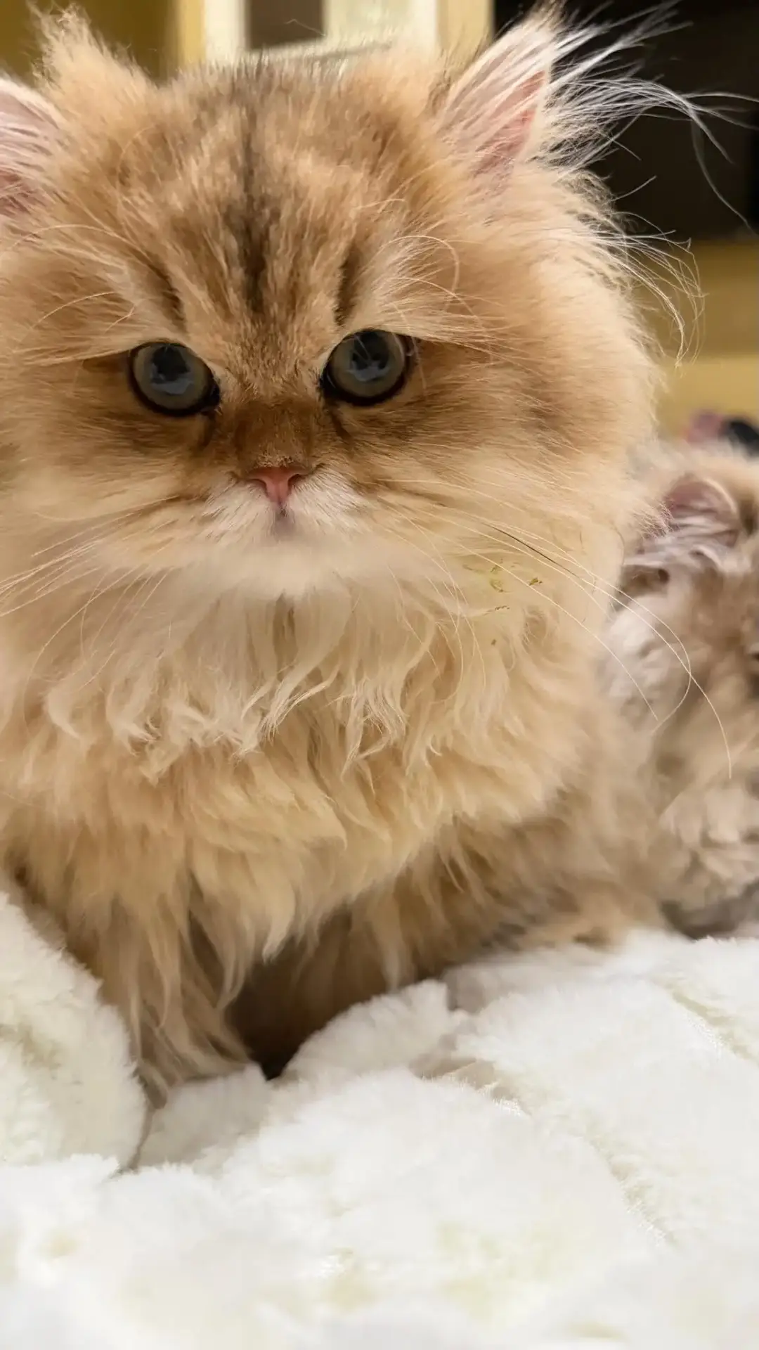 Close-up of a doll-face Persian kitten with big blue eyes