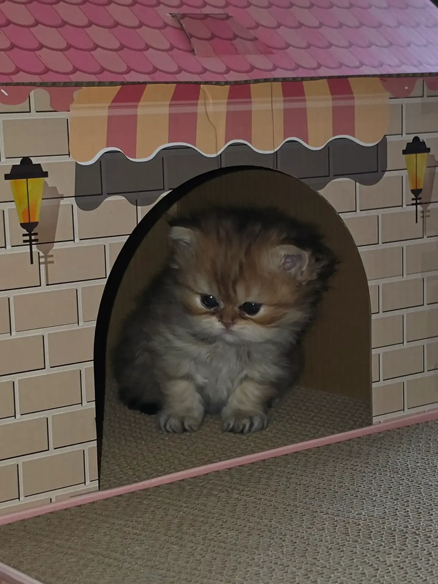 Golden Persian kitten peeking out of a little cardboard playhouse
