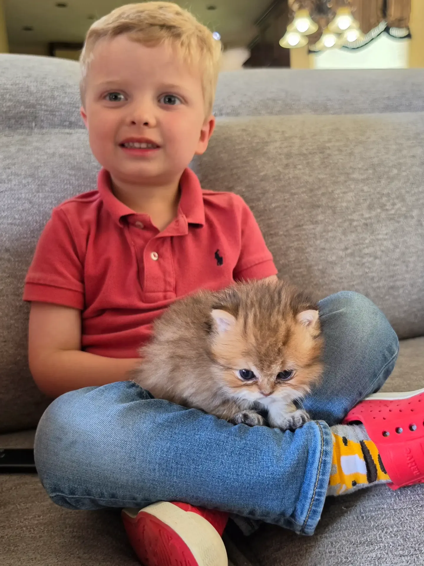 Little boy cradling a golden Persian kitten on his lap