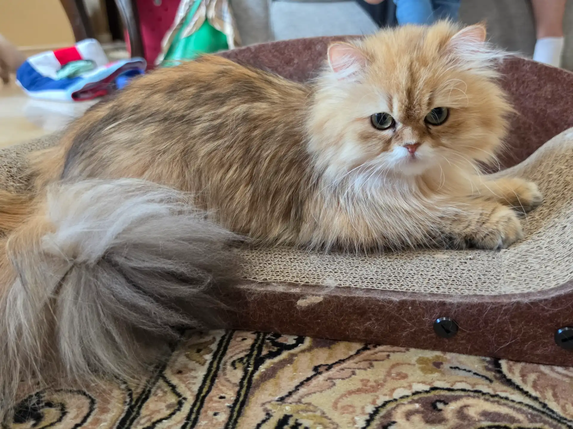Winnie, our golden Persian mama, resting on a chair