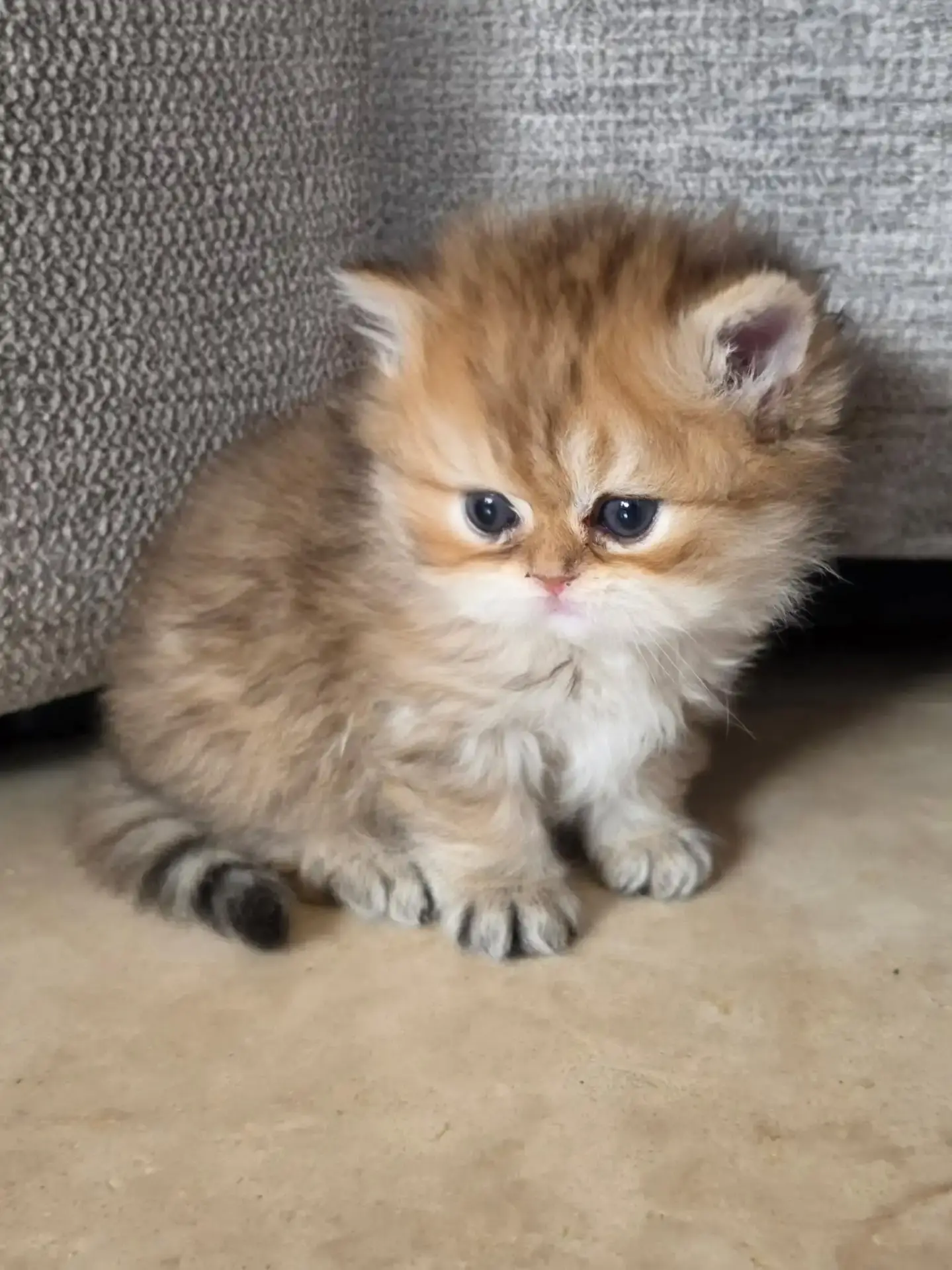 Tiny golden Persian kitten sitting beside a couch
