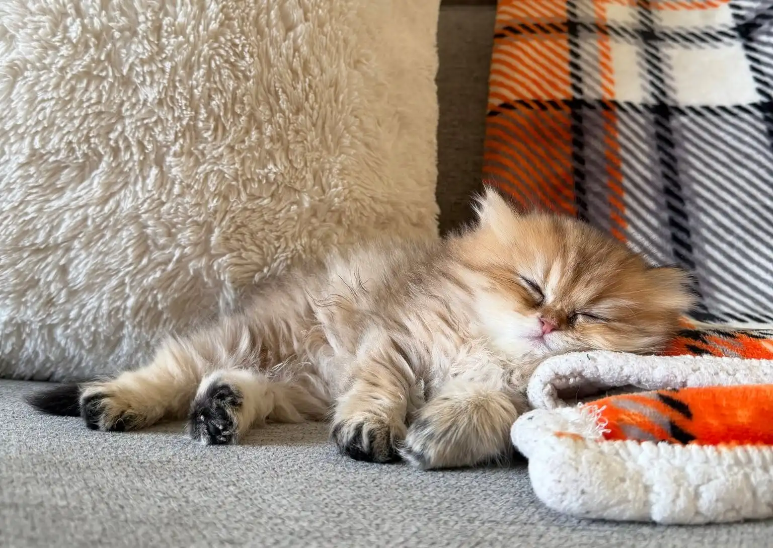 Golden Persian kitten napping on a cozy plaid blanket