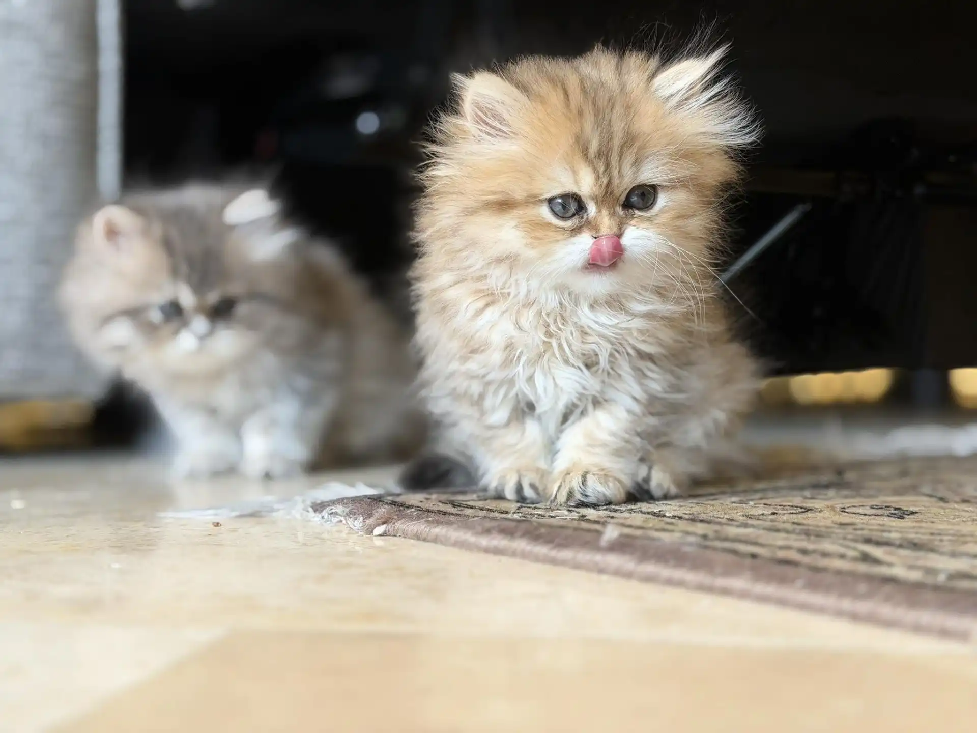 Fluffy golden Persian kitten licking its nose